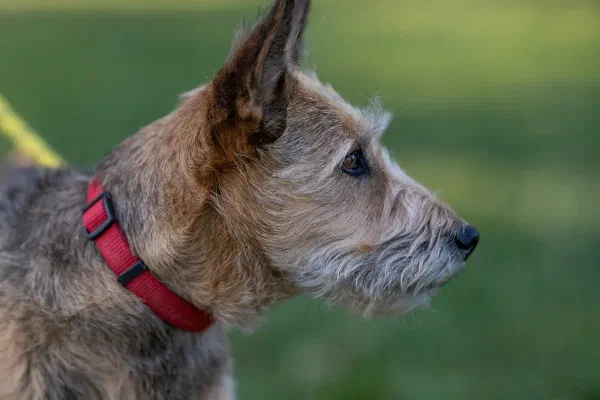 Arlo