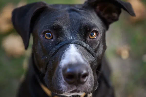 Bailey