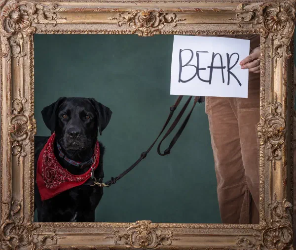 bear