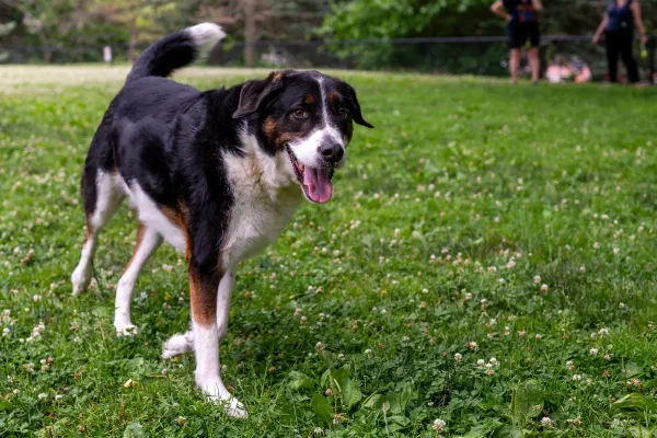 Bernie