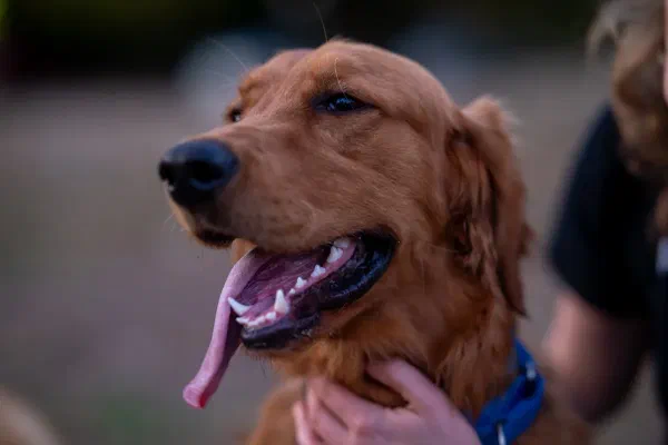 Churro