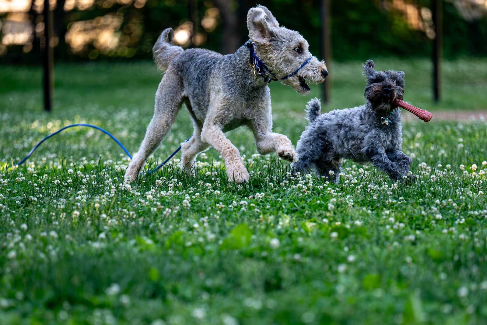 Jasper and Eddie