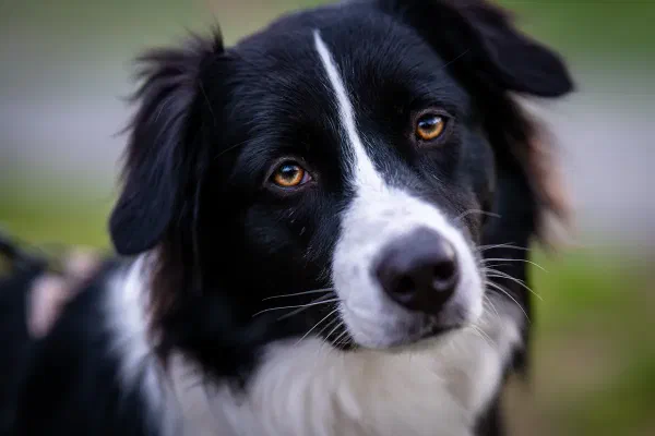 Lila