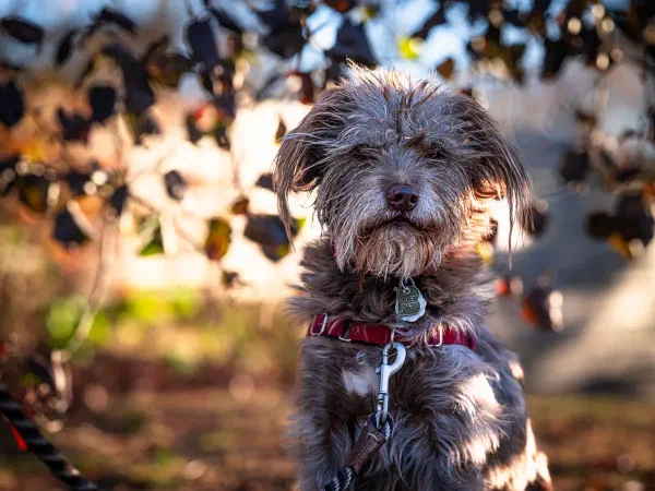 Maisy