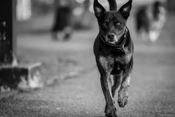 Oakley