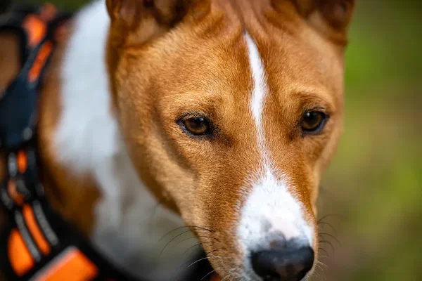 Obi