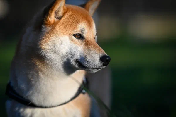 Riley
