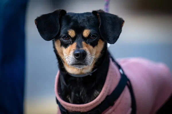 Rosie
