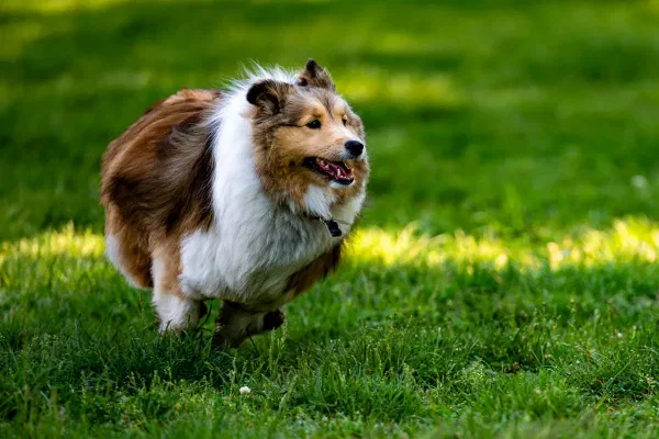 Rosie