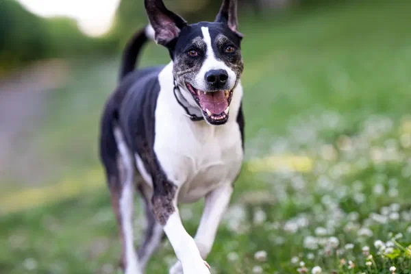 Scout