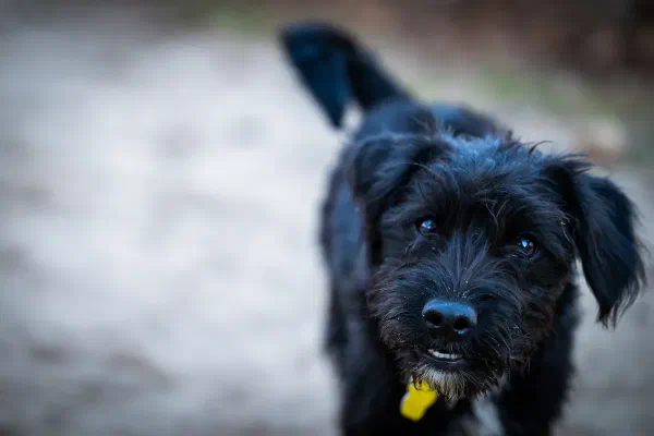 Toby