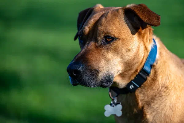 Walter