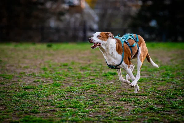 Zinn