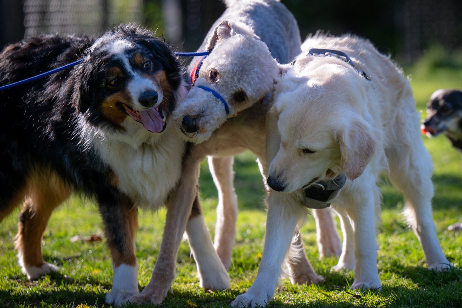 Simba, Jasper and Sophie